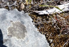 Xanthoparmelia mougeotina