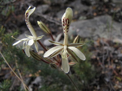 Pelargonium curviandrum