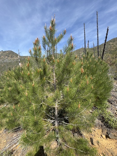 knobcone pine (Pinus attenuata)