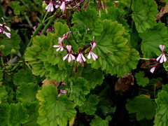 Pelargonium zonale