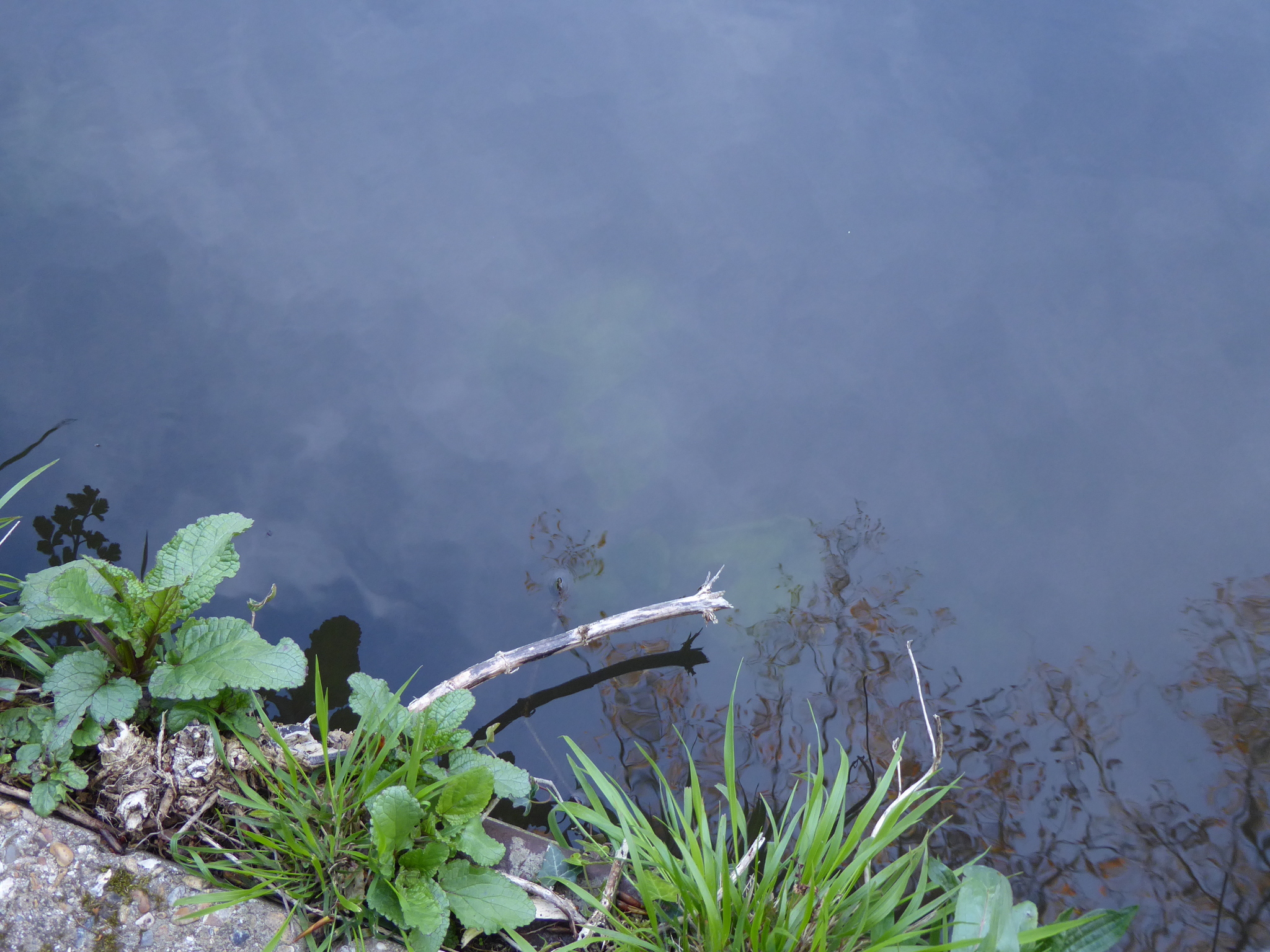 Yellow Water-Lily (Nuphar lutea)