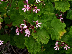 Pelargonium zonale