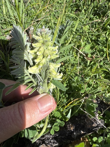 western necklace-pod (Sophora leachiana)