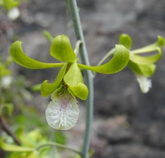 Eulophia epidendraea