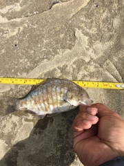 Amphistichus argenteus