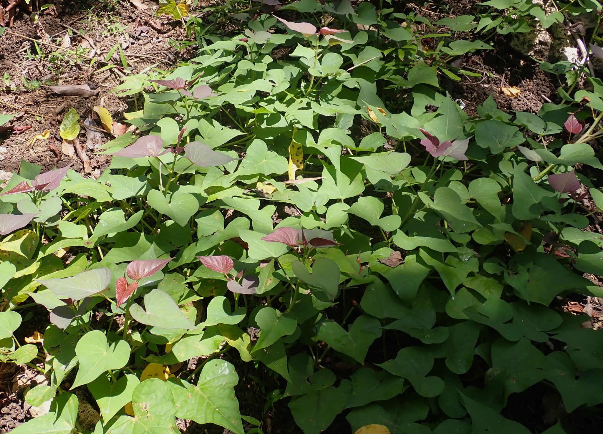Sweet Potato (Ipomoea batatas)