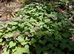 Sweet Potato (Ipomoea batatas)