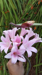 Amaryllis belladonna
