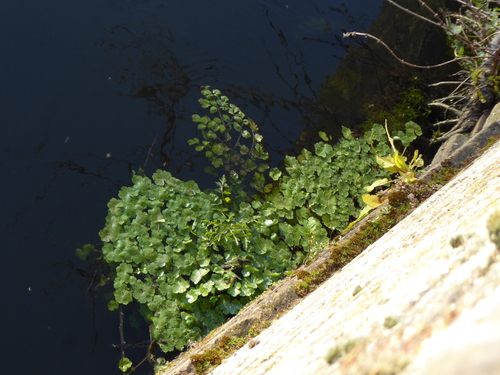 floating marsh pennywort (Hydrocotyle ranunculoides)