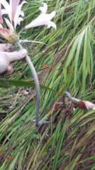 Amaryllis belladonna
