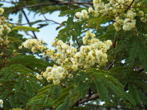 Senegalia polyphylla observed 2026-04-03