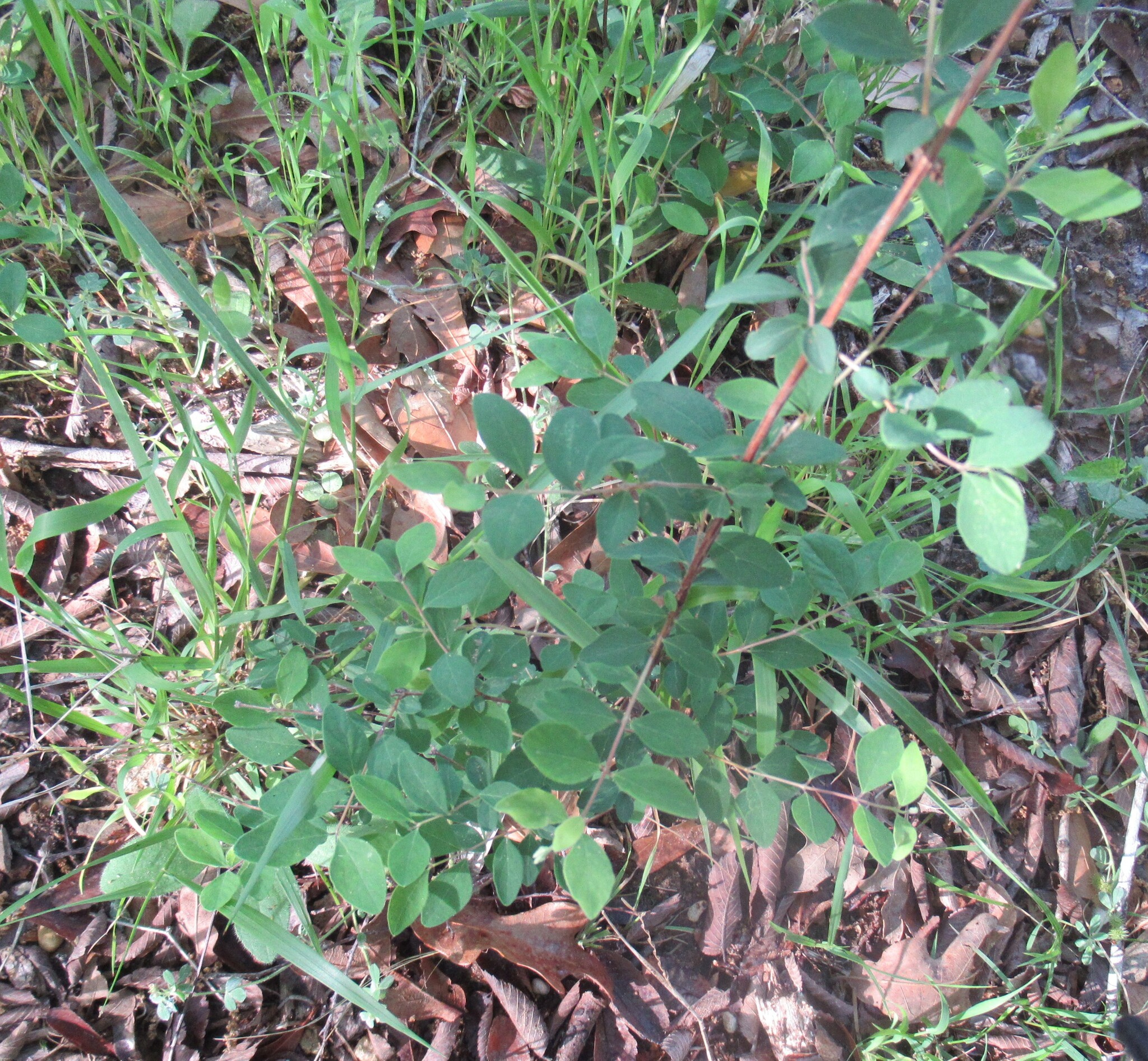 Coralberry (Symphoricarpos orbiculatus)