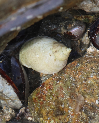 Nucella lapillus