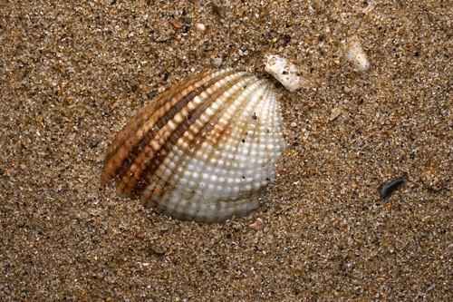 Gafrarium pectinatum observed 2026-03-19