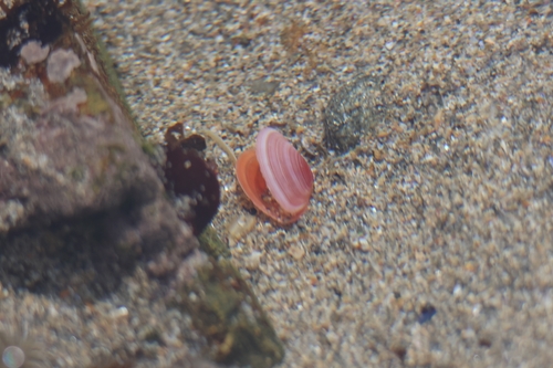 Macomangulus tenuis