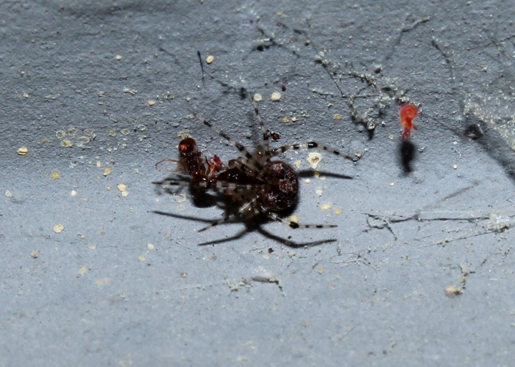 Theridion mystaceum