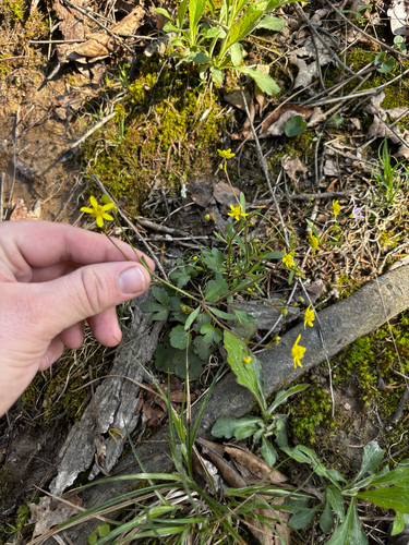 Harvey's buttercup (Ranunculus harveyi)