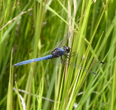 Trithemis dorsalis