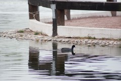 Fulica americana