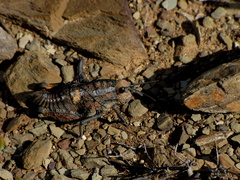 Pamphagidae