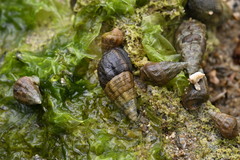 Clypeomorus irrorata