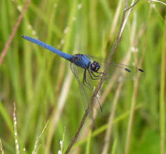Trithemis dorsalis