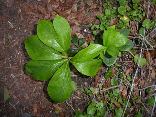 Lenten-Rose (Helleborus orientalis)