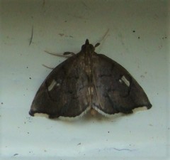 Perispasta caeculalis