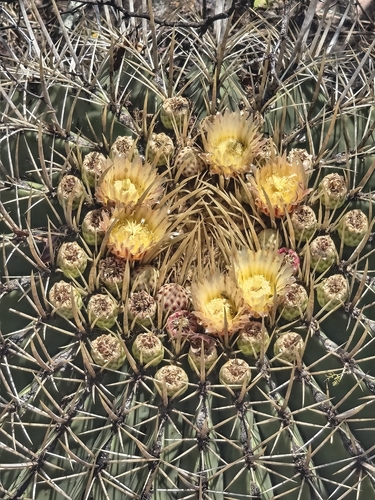 Candy barrel cactus (Ferocactus histrix)