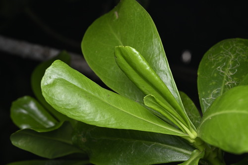Beach Naupaka (Scaevola taccada)