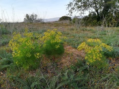 Prangos trifida