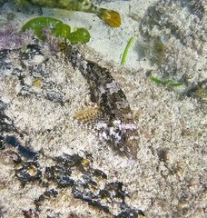 Chironemus marmoratus