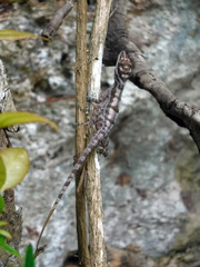 Anolis lucius