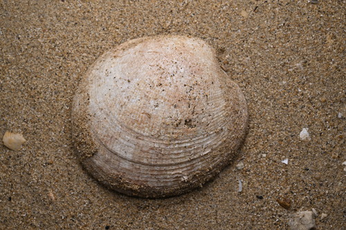 Periglypta puerpera observed 2026-03-19