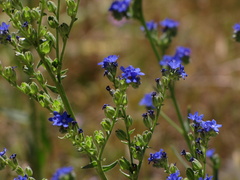 Anchusa capensis