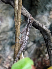 Anolis lucius