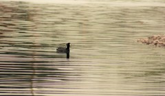 Fulica americana