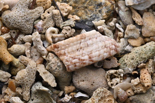 Trochus maculatus observed 2026-03-19