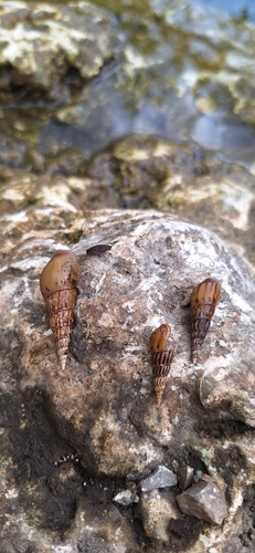Melanoides tuberculata