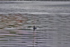 Fulica americana