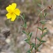 Thyme-leaved Rockrose - Photo (c) jmneiva, some rights reserved (CC BY-NC), uploaded by jmneiva