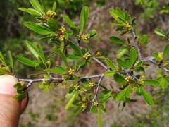 Rhamnus oleoides