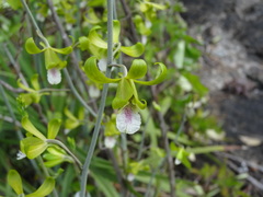 Eulophia epidendraea