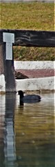 Fulica americana