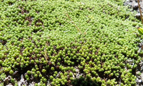 Image of Raoulia haastii by (c) Colin Meurk, some rights reserved (CC BY-SA)