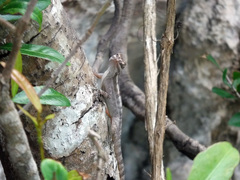 Anolis lucius