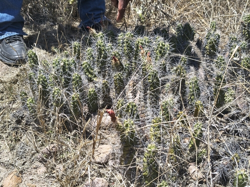 Ladyfinger Cactus (Echinocereus pentalophus)