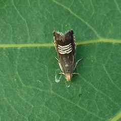 Grapholita compositella