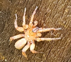 Araneae