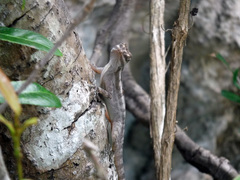 Anolis lucius